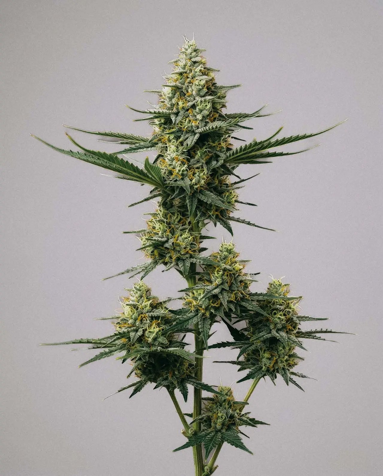 Green Crack x Somango-image