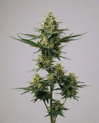 Green Crack x Somango