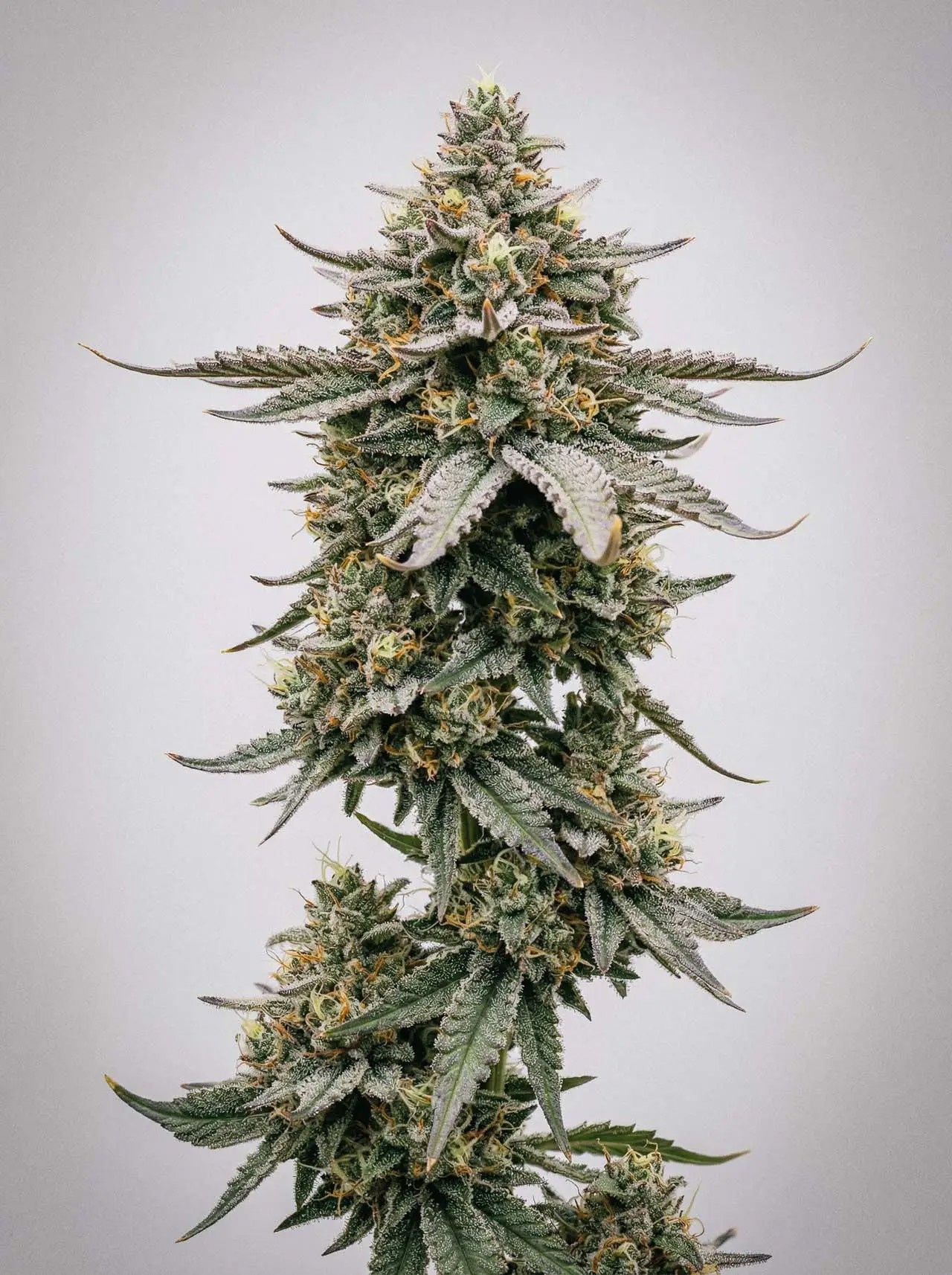 Hellfire OG-image