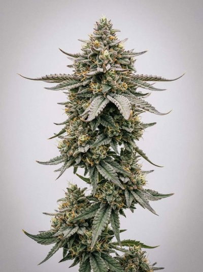 Hellfire OG