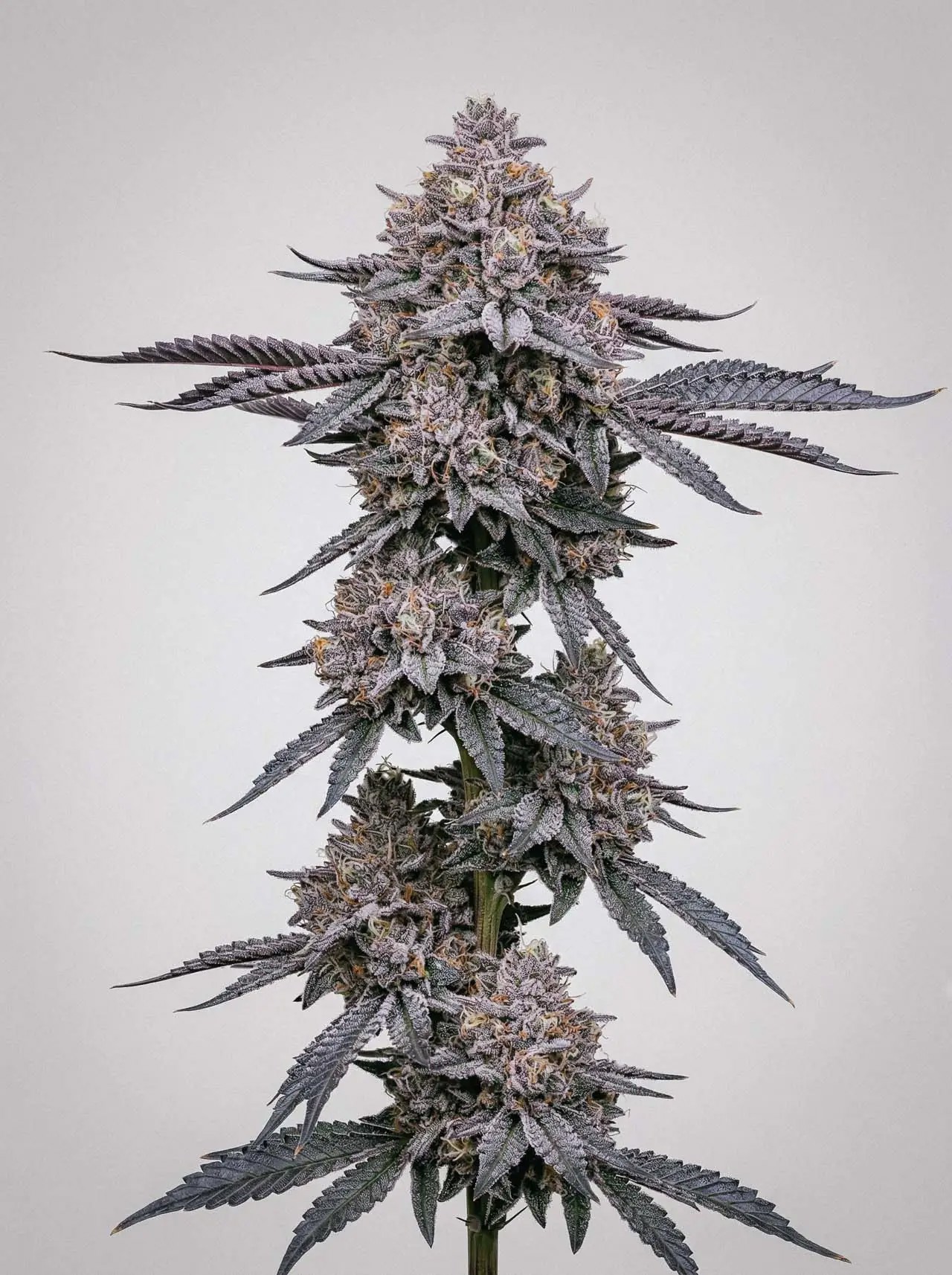Ice Cream Cake X RS11-image