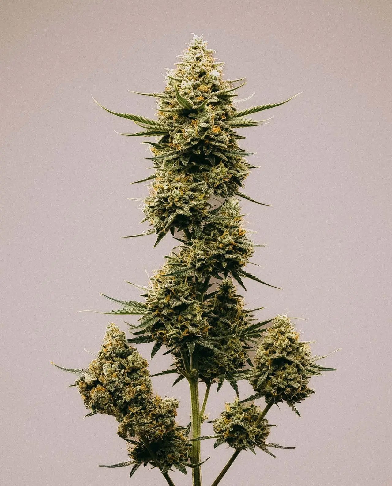 Jack Flash-image