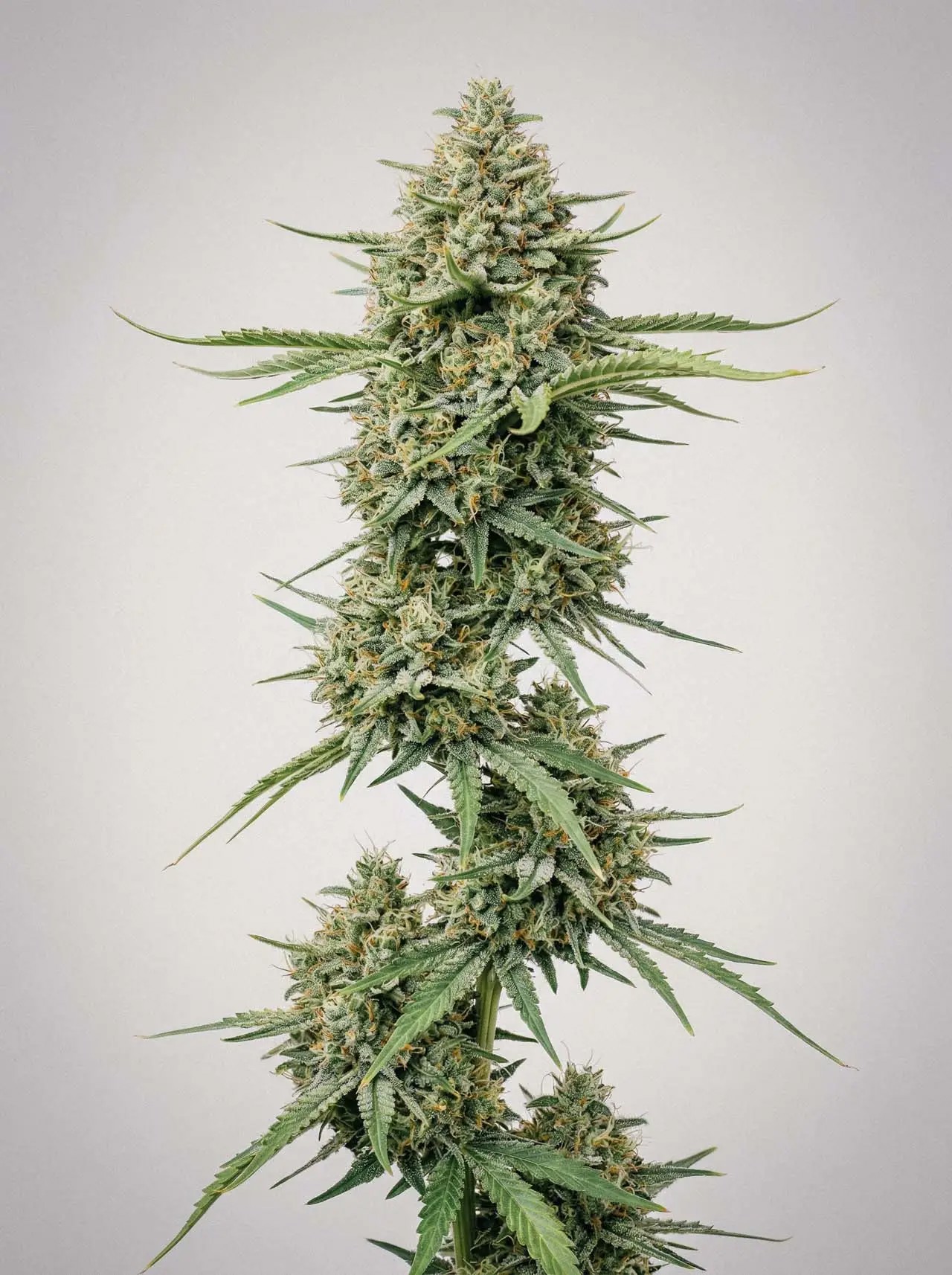 Jack Widow-image