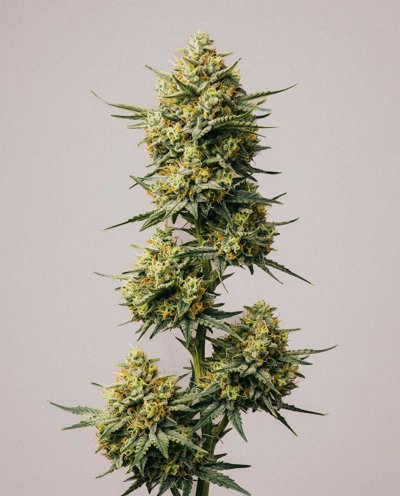 Lemon Bubble