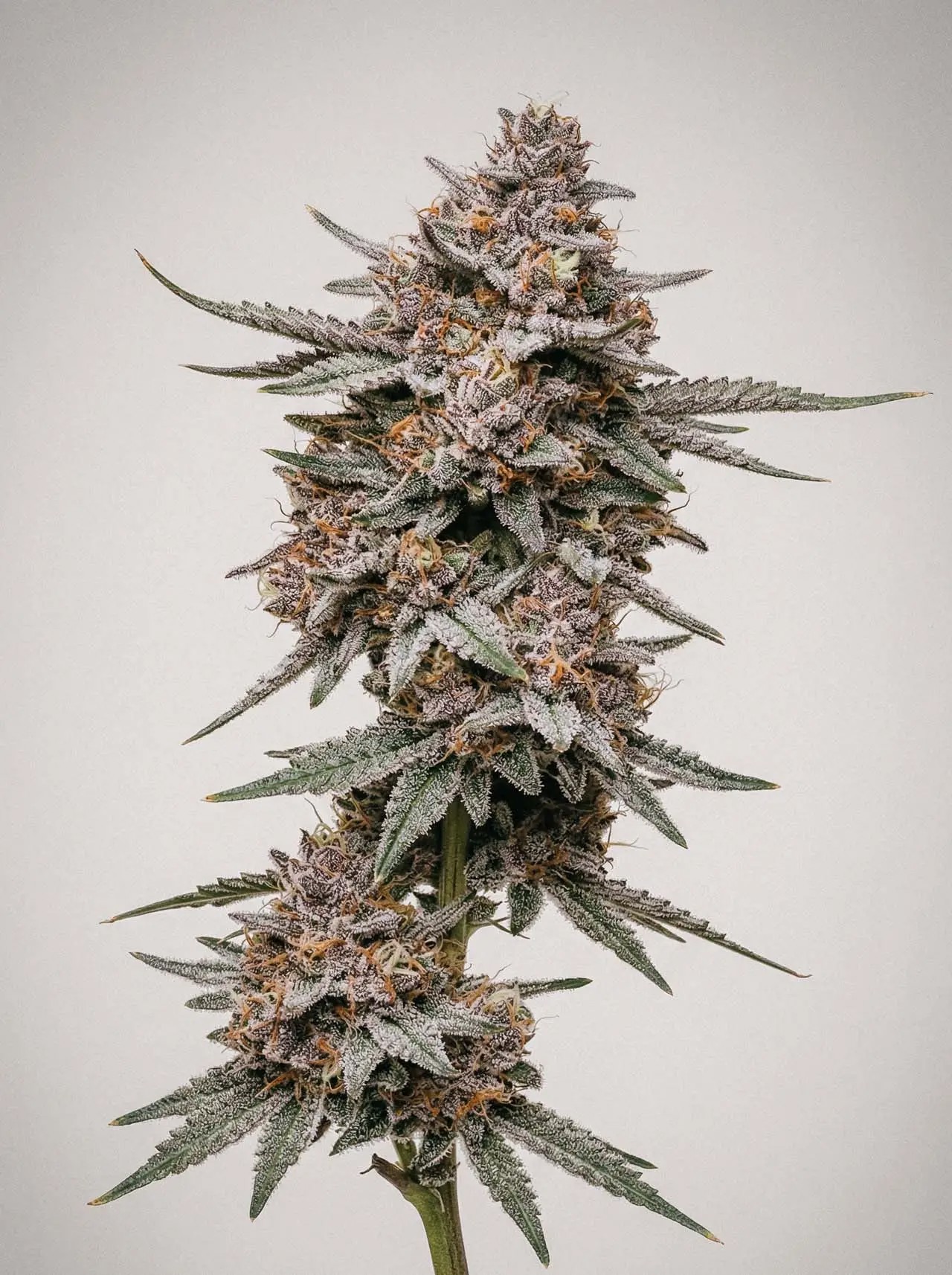 Mac 1-image