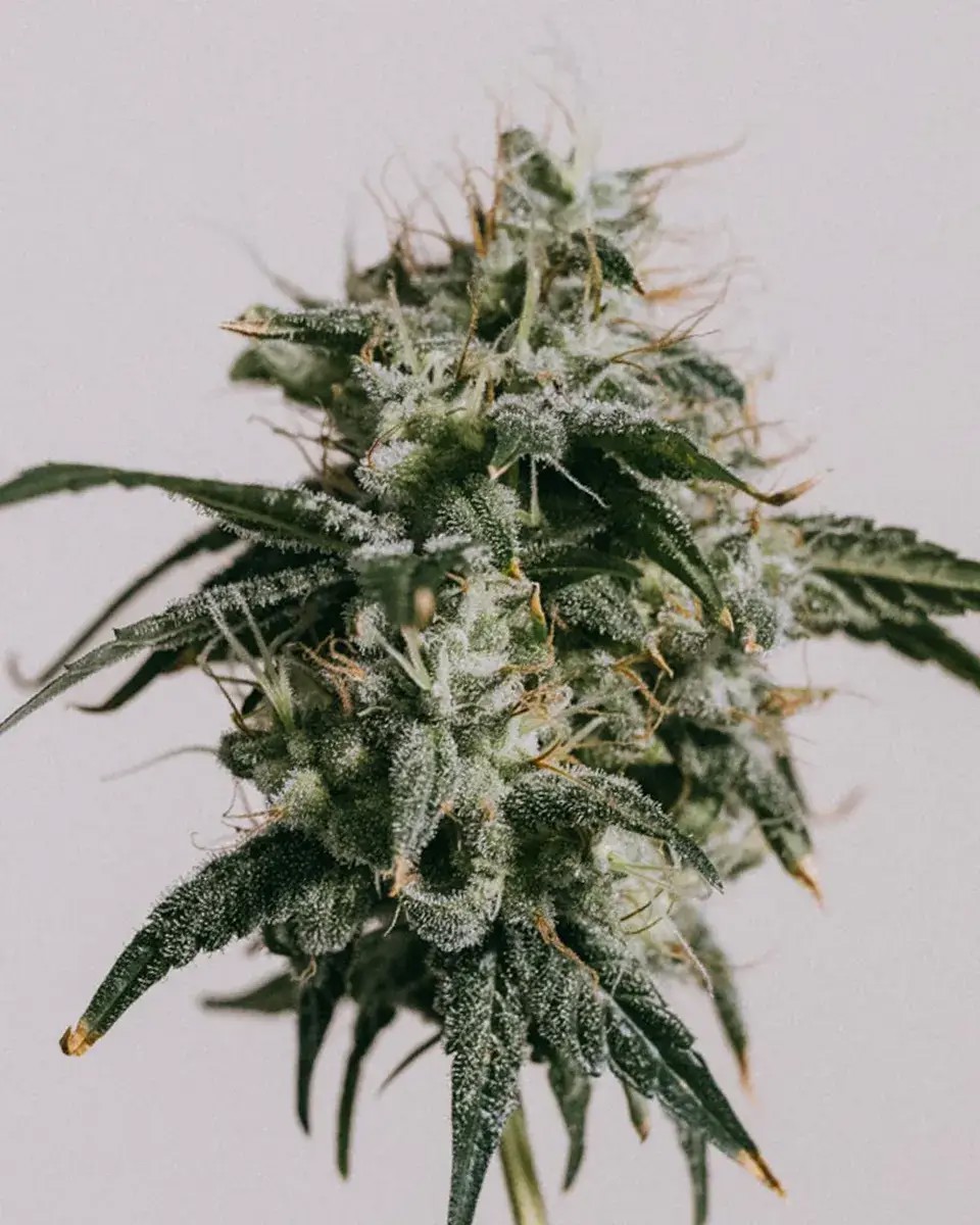 Mimosa-image