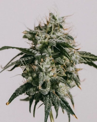 Mimosa