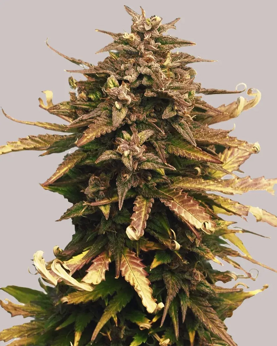 Moby Dick-image