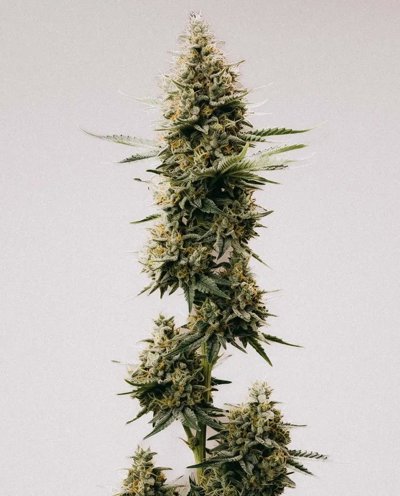 Northern Lights #10 x Amnesia Haze