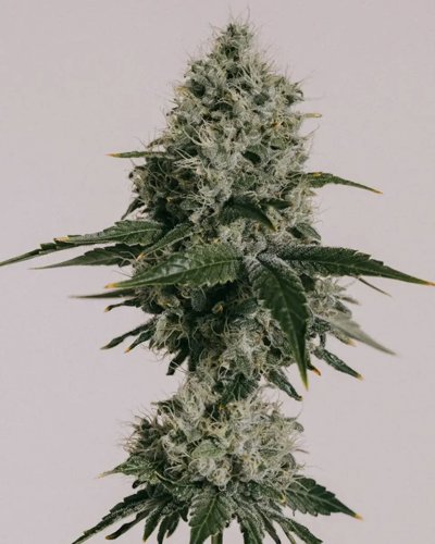 OG Kush CBD