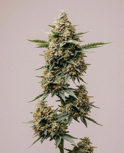OG Kush Fast Version