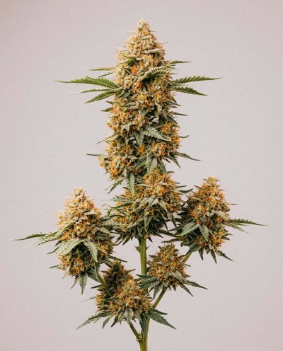 Orange x Skunk