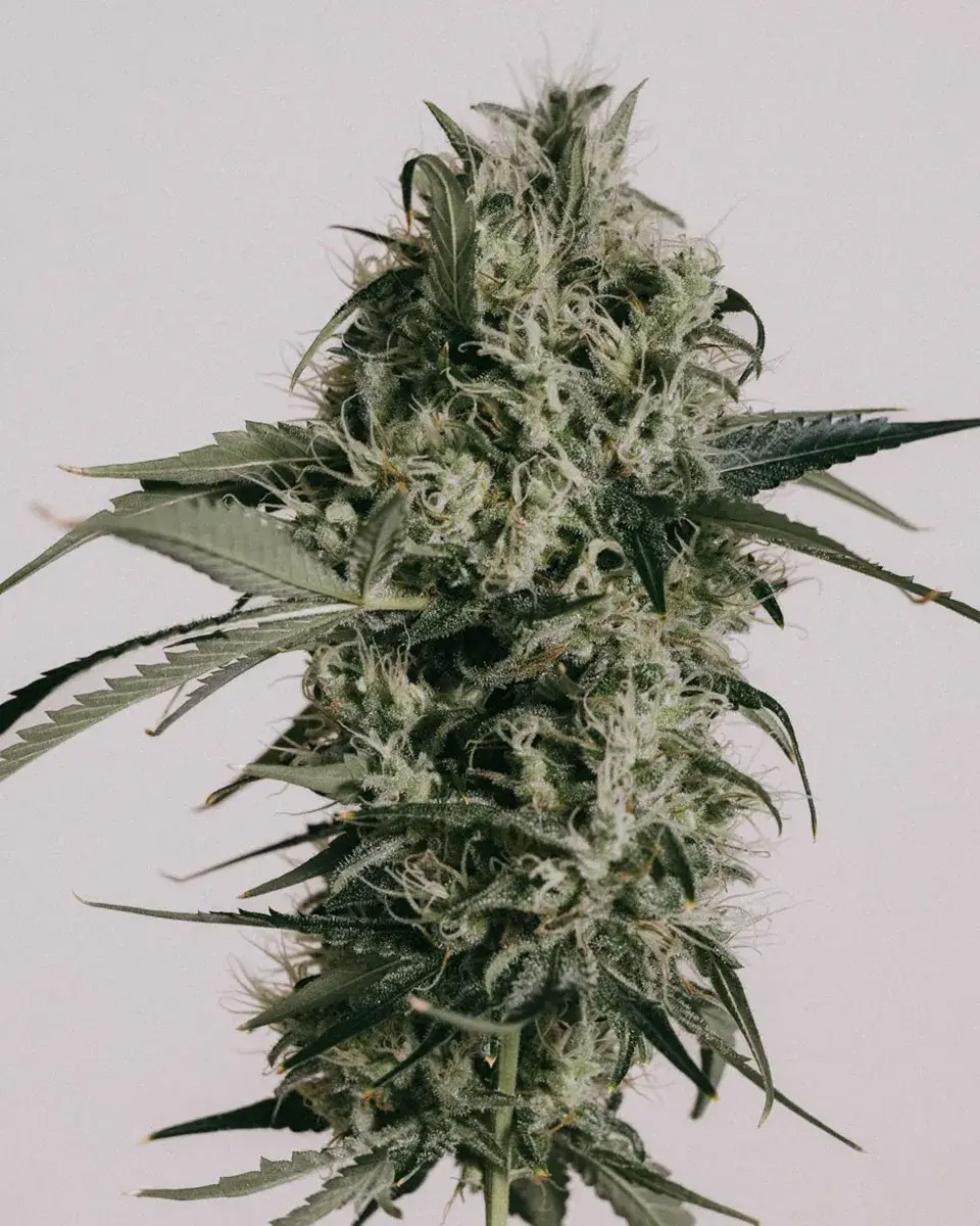Peanut Butter Breath-image