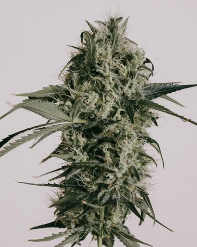 Peanut Butter Breath