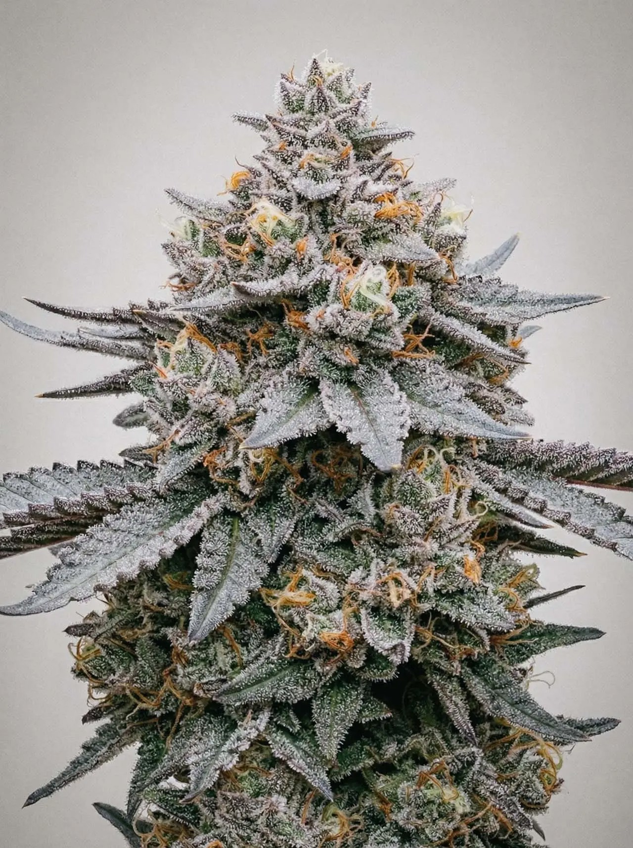 Purple Gelato-image