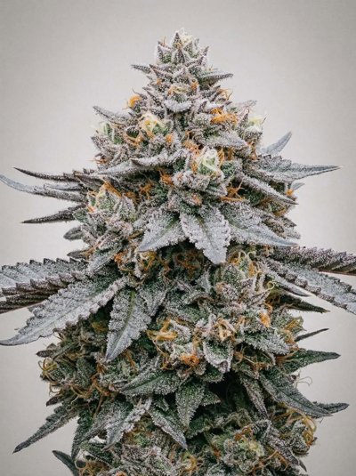 Purple Gelato