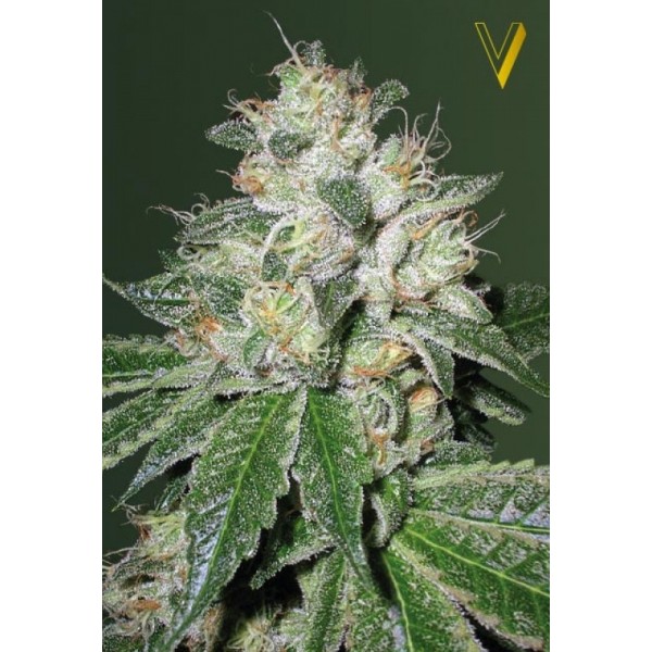 auto-og-kush-image