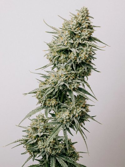 Sensi Skunk