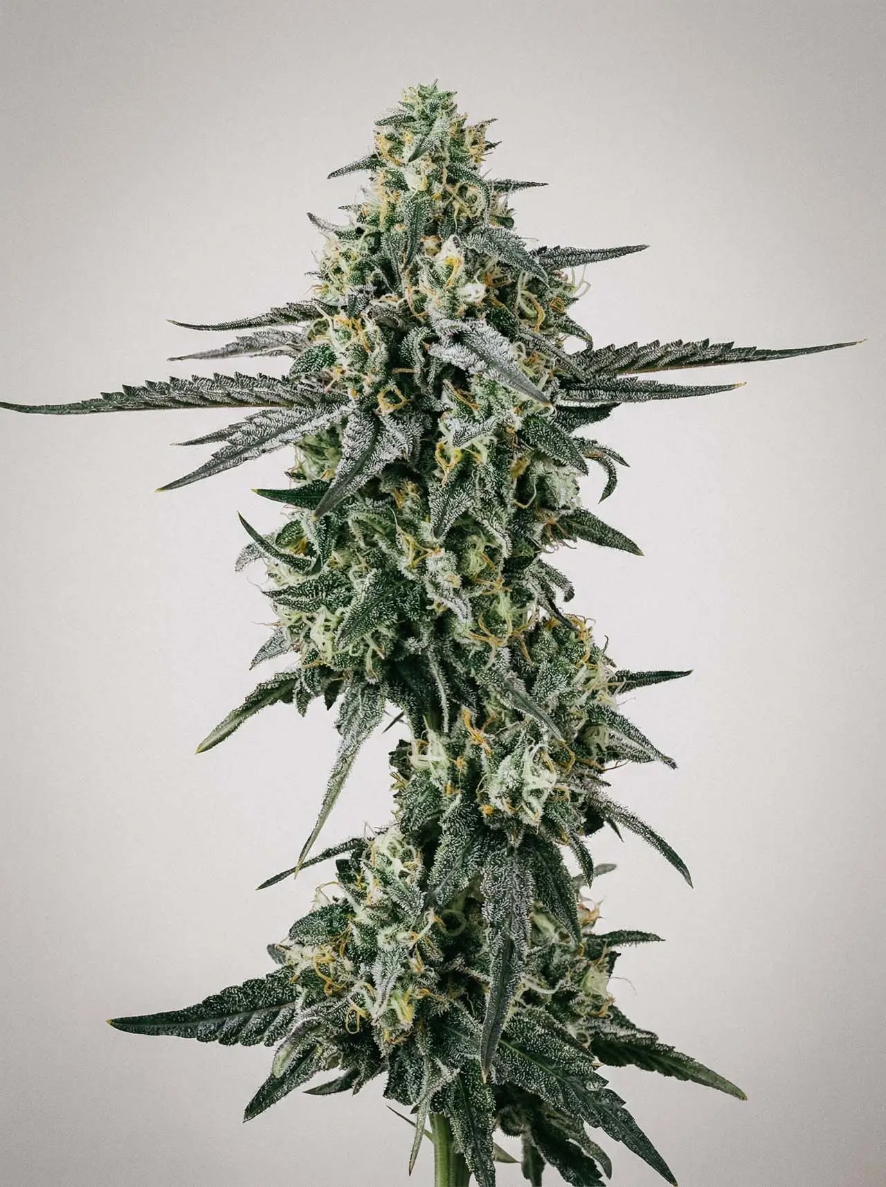 Shiva Skunk-image