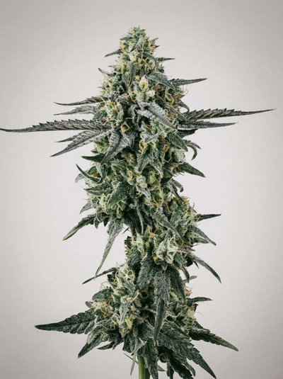 Shiva Skunk