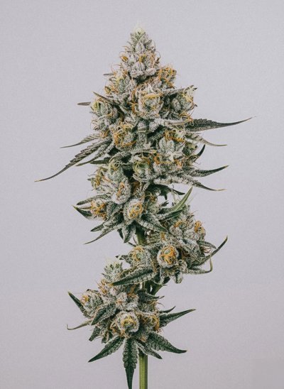 Strawberry Banana