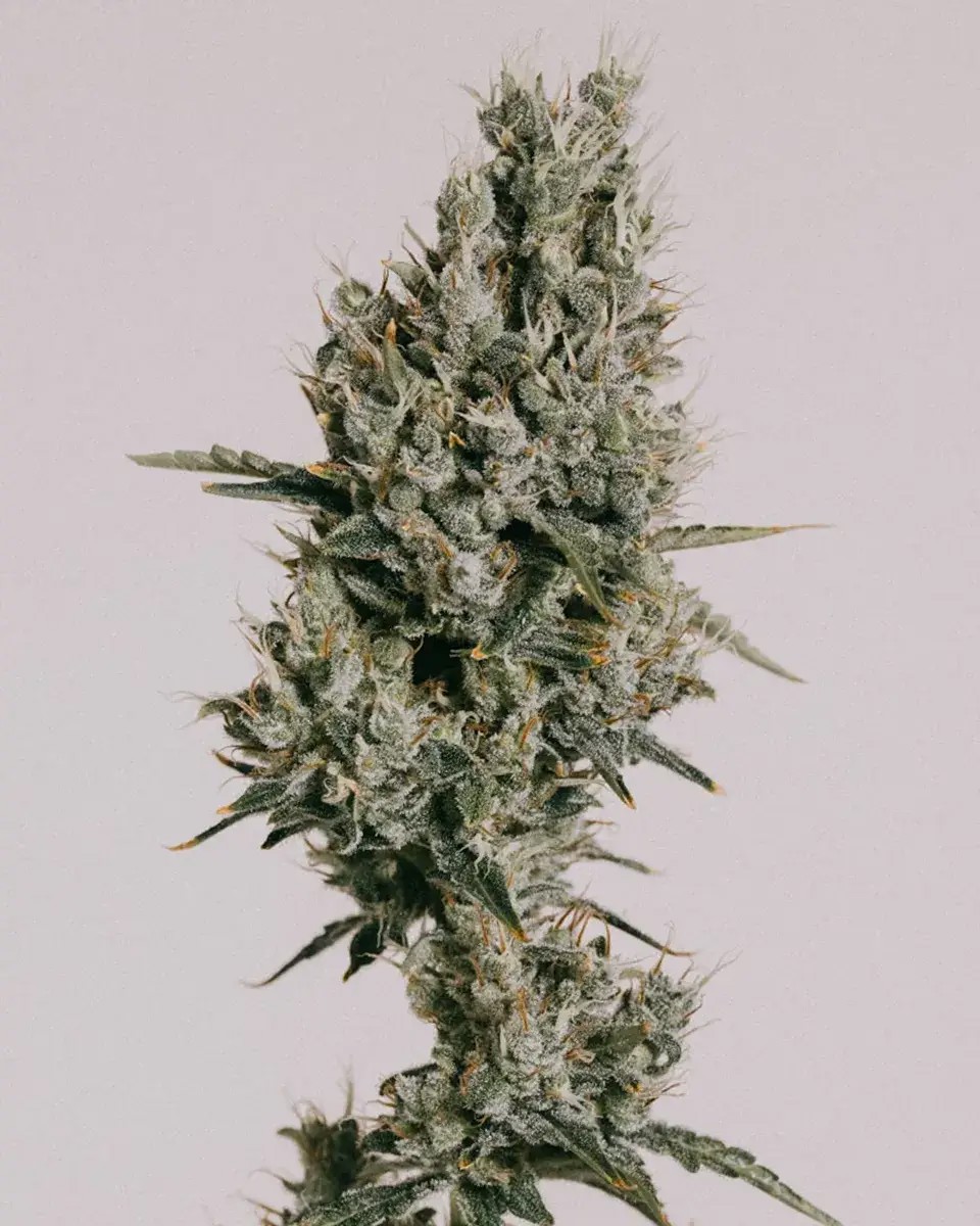 Strawberry Kush CBD-image