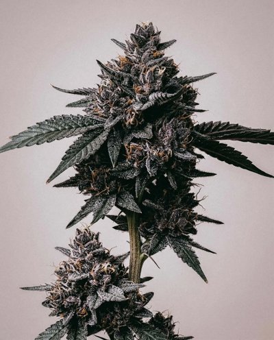 Sugar Black Rose