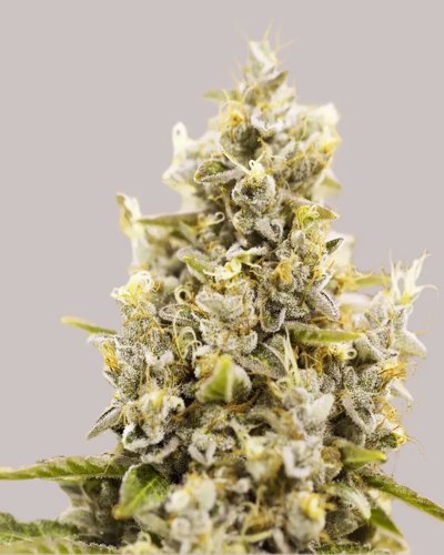 Sunset Sherbet