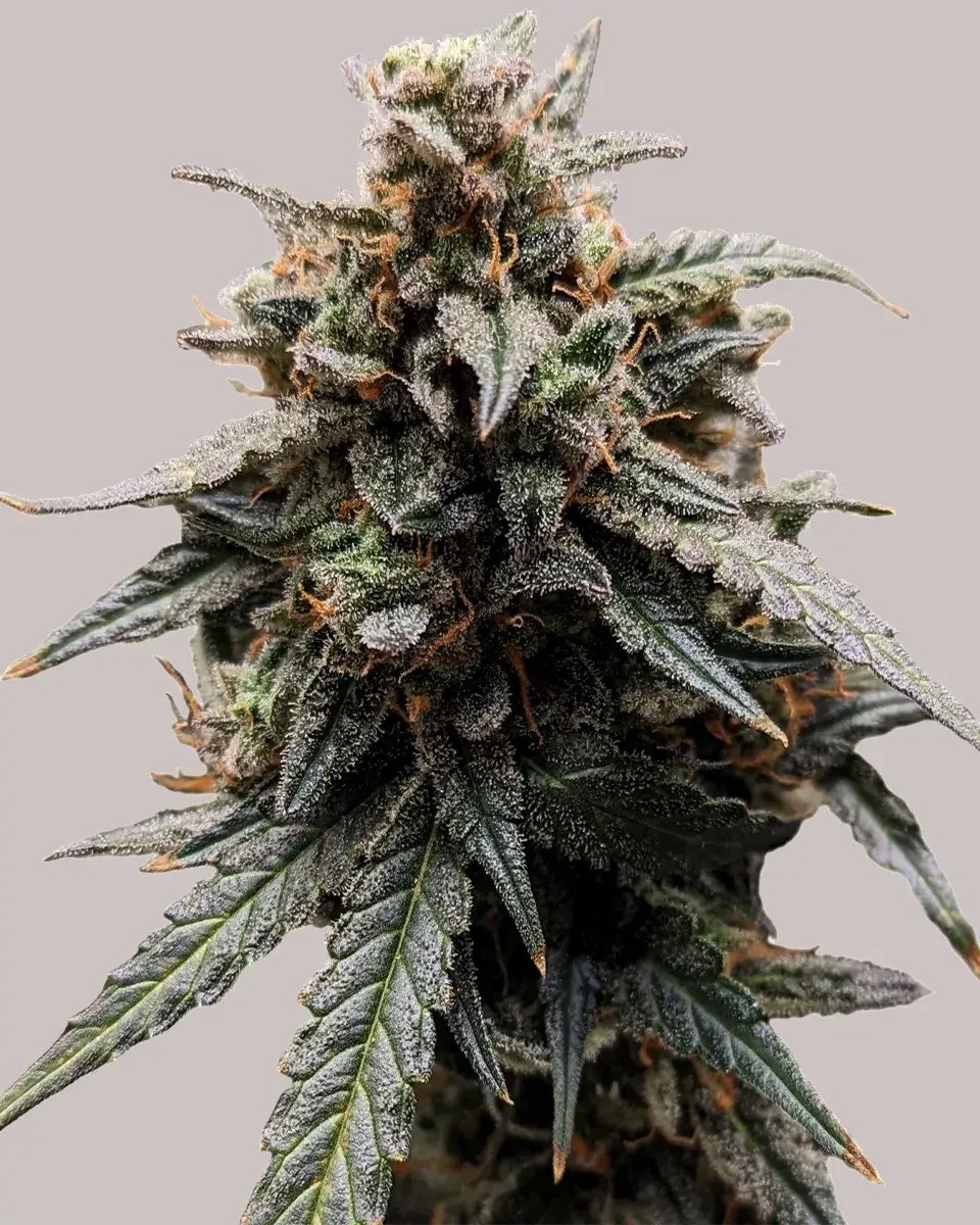 Sweet Tooth-image