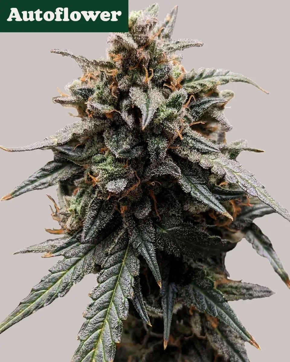 Sweet Tooth Autoflower