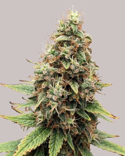 Tangie