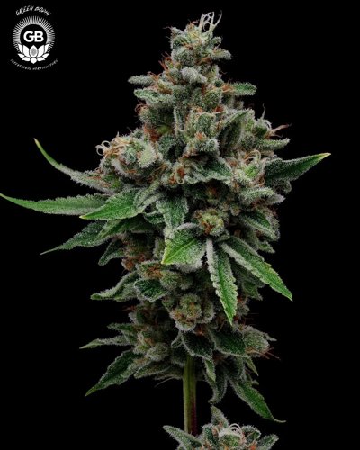 Tenzin Haze