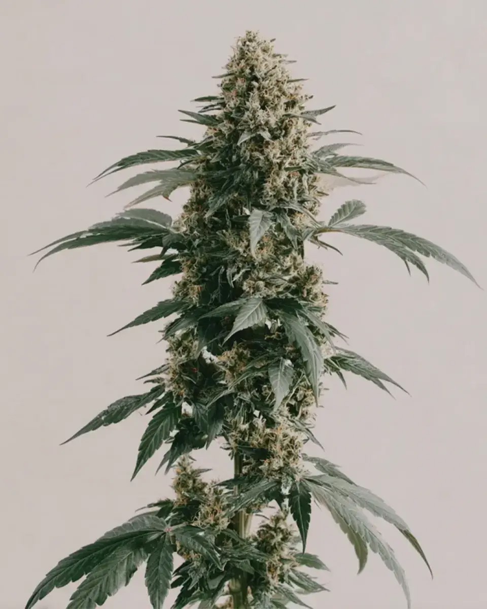 White Runtz-image