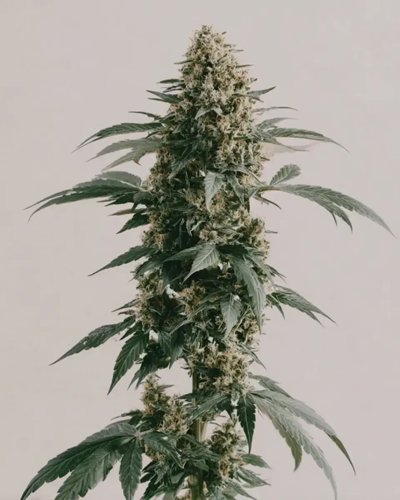 White Runtz