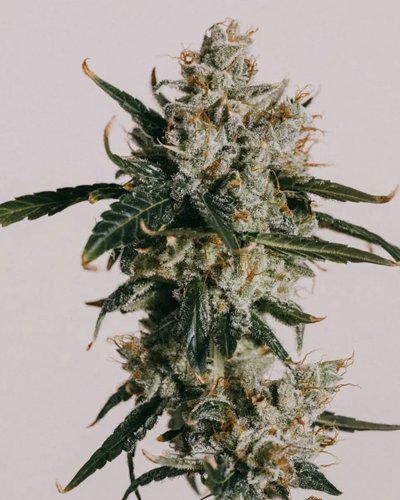 White Widow CBD