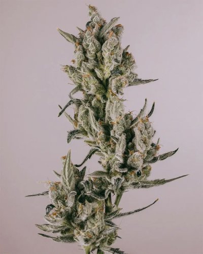 Zkittlez
