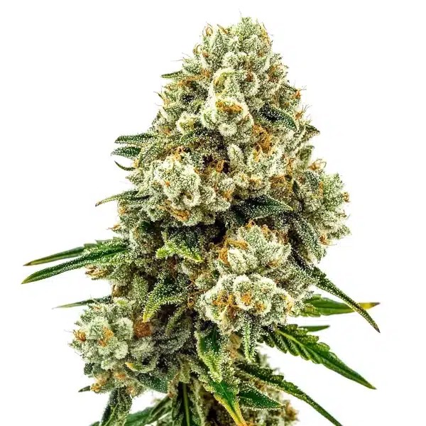 Acid Diesel-image