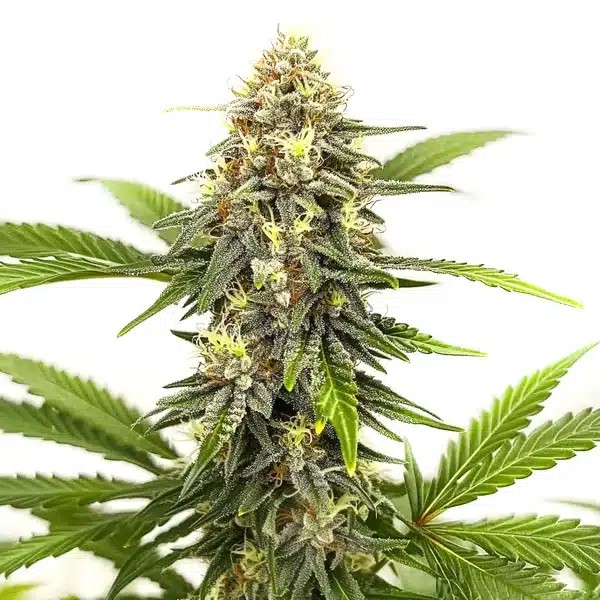 Afghan Hash Plant Regular-image