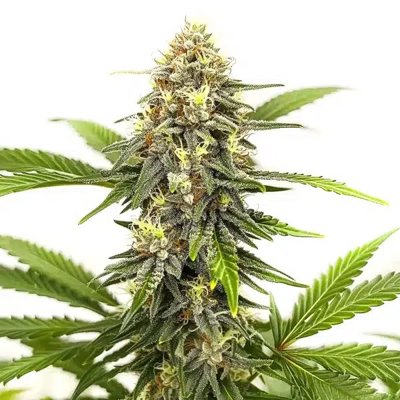 Afghan Hash Plant Regular