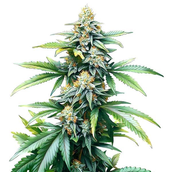 Afghan Kush Regular-image