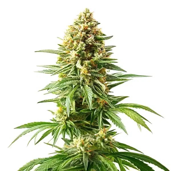 Afghan Kush x Blueberry-image