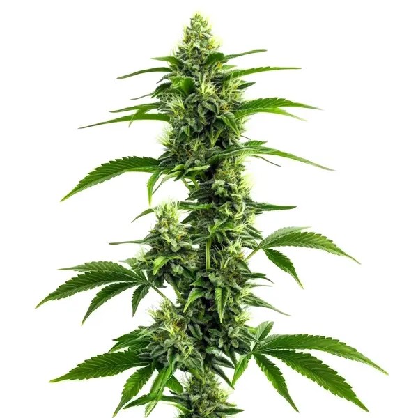 Afghan Kush x Super Skunk-image
