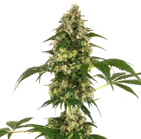 Afghan x Haze-image