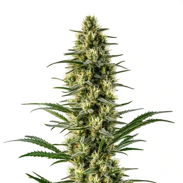 Agent Orange-image