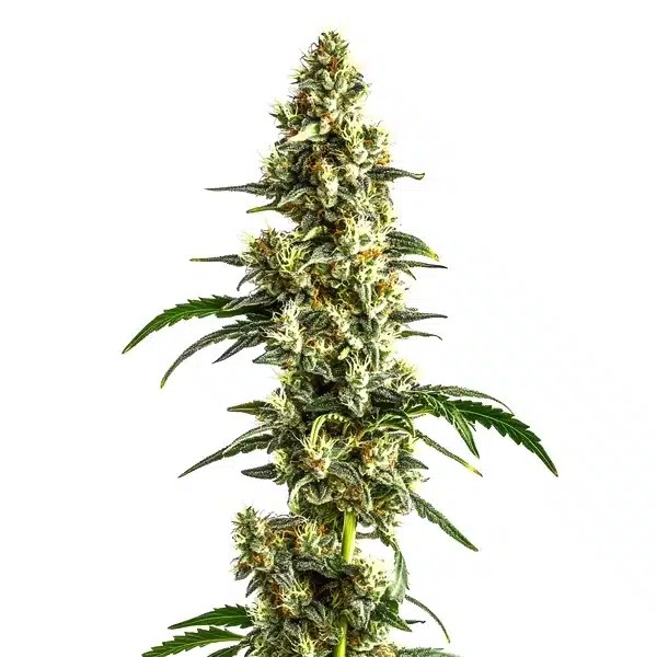 Agent Orange Regular-image