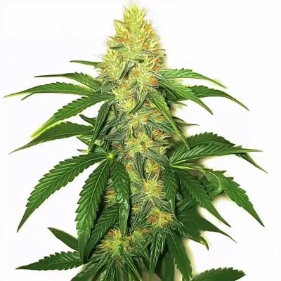 AK 47