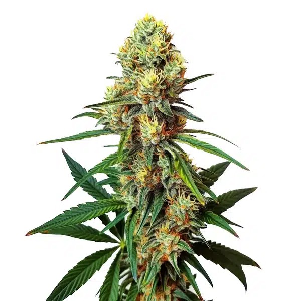 AK 47 Regular-image