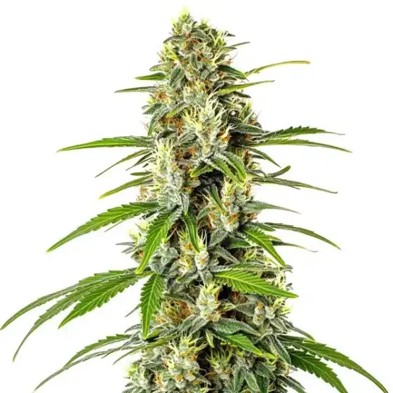AK Auto CBD