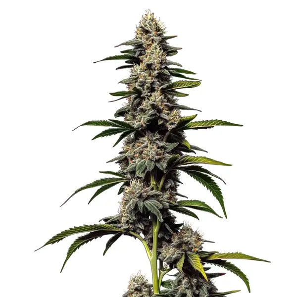 Alien Cookies x Kush Mints-image