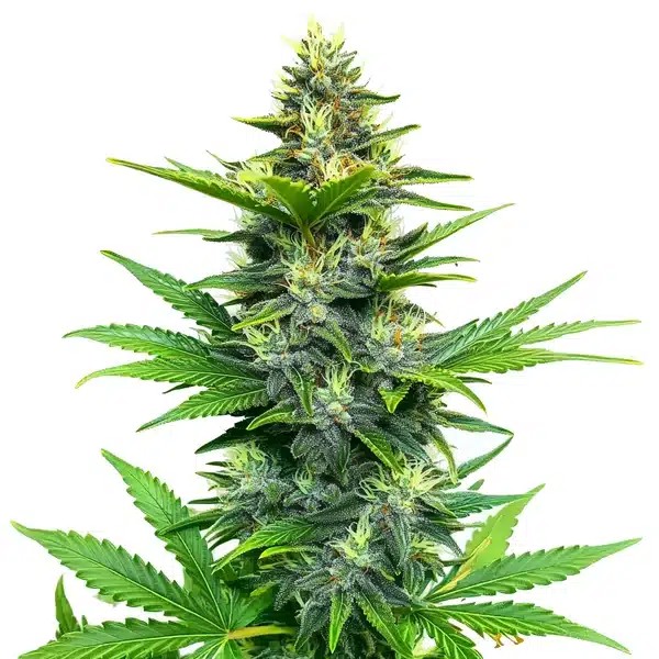 Alien GG Regular-image